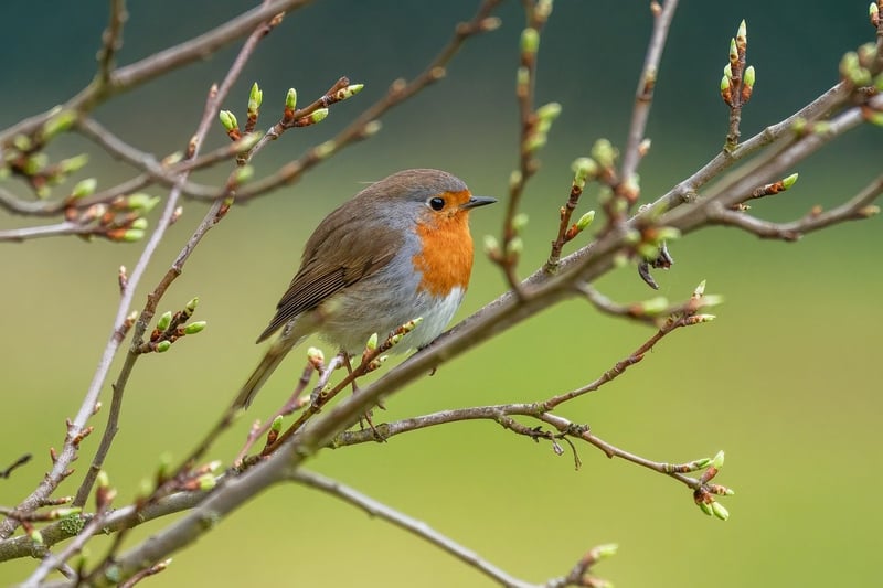 Bird watching