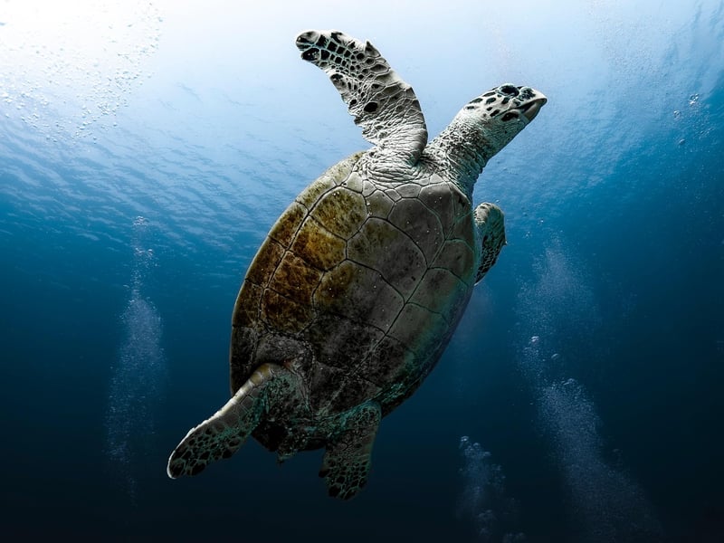 Marine life encounters