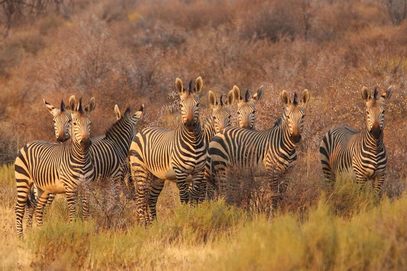 Wildlife in Africa