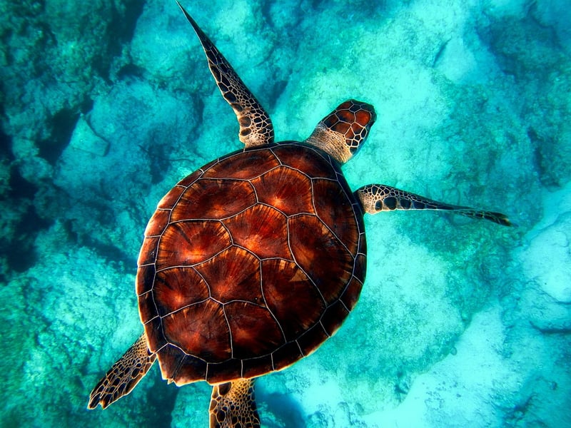 Diving in the ocean