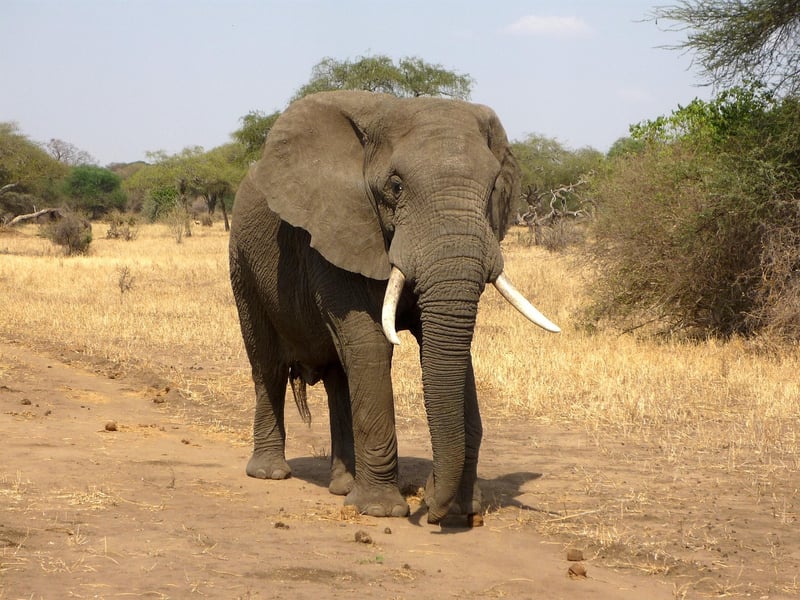 Elephant in Africa